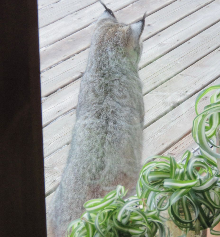 Lynx sitting on a wooden deck just outside a house window. The Lynx has its back to the camera. The back is grey, the back of the ears is white, and thin black tips point upward from its ears. Small spider plants with green and white striped leaves are sitting on the window sill in the foreground. 