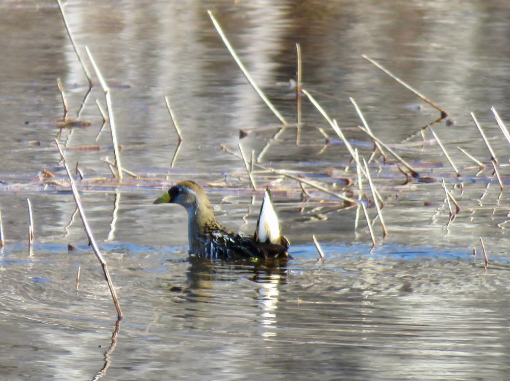 Small brownish bird with a white upturned tail and a yellow bill swimming in shallow water. There are short, dead reed stalks sticking up out of the water. The water is calm, and ripples from the bird’s motion can be seen. 