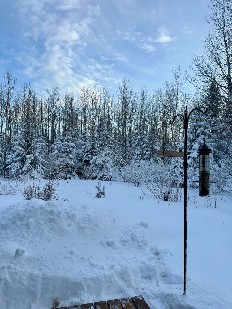 Snow-covered yard with bare-branched bushes poking up out of the snow here and there. Bird feeders hanging from a black metal pole/hook in the foreground. Evergreen trees with drooping snow-covered branches in the background. Tall, bare-branched aspen and birch trees stand behind the evergreens and reach into the light blue sky. 