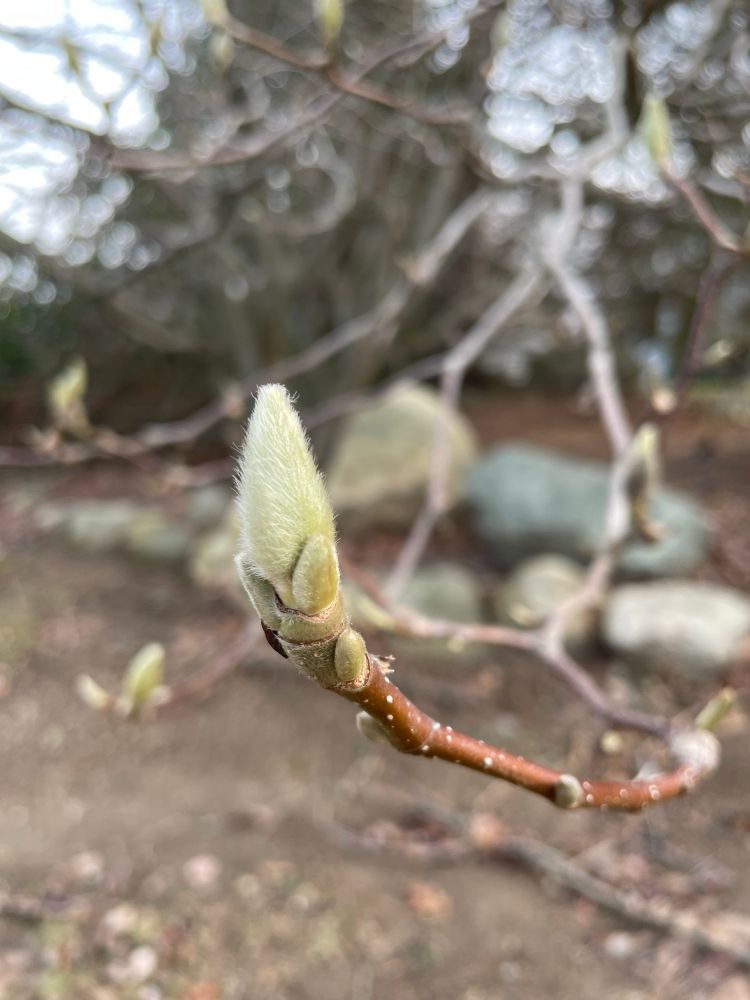 Magnolias bud, fuzzy