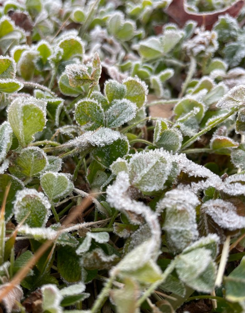 Frosted over snow willow (or so my phone thinks)!