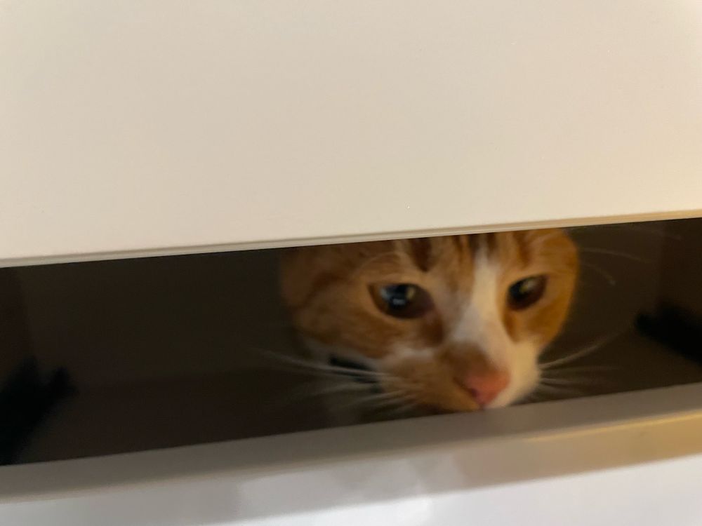 A ginger (orange) cat peering out of the gap between 2 drawers 