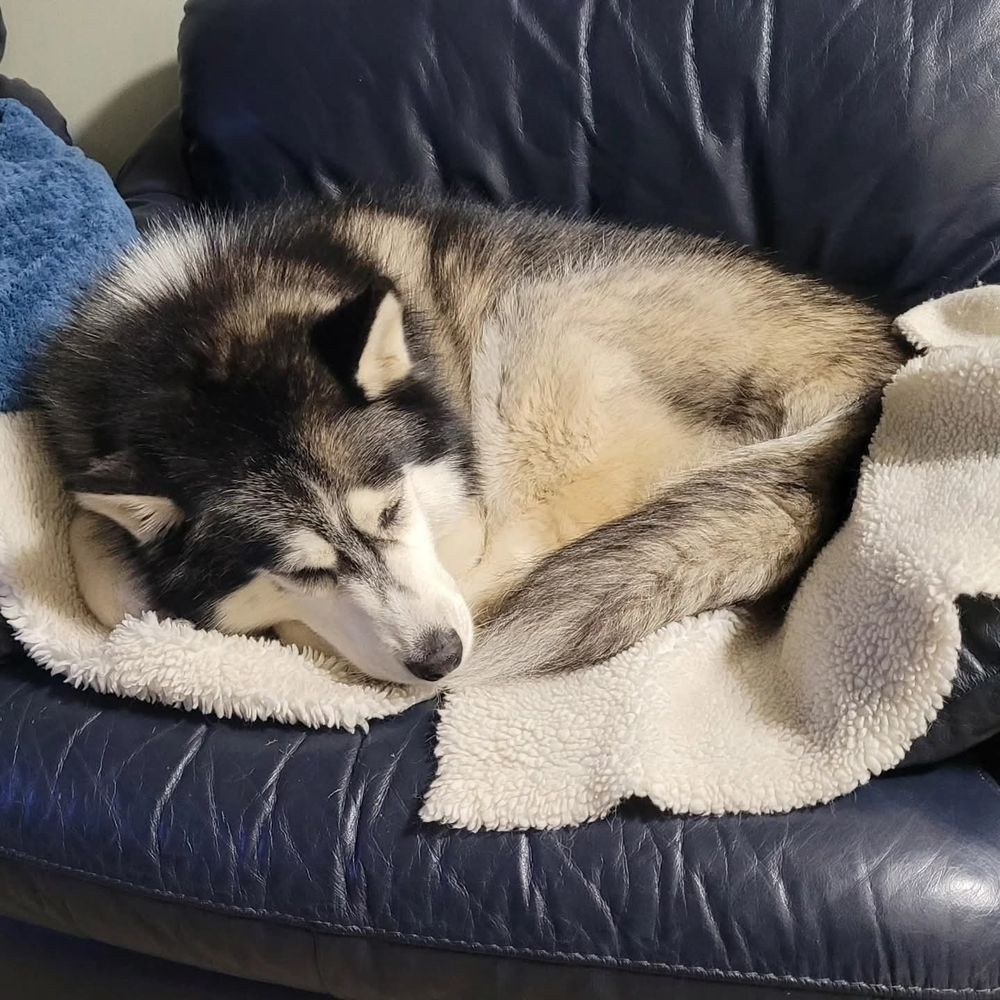 Photo of a black and white husky sleeping on a white blanket on a couch