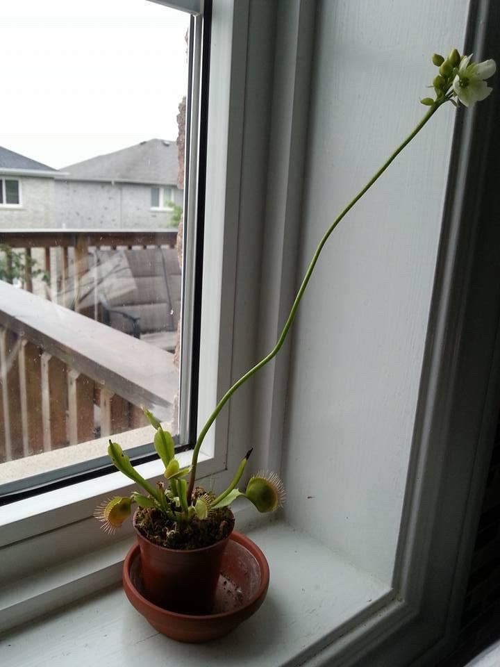 A small Venus flytrap plant with a long stemmed white flower blooming from it sits in a terracotta pot on a windowsill.
