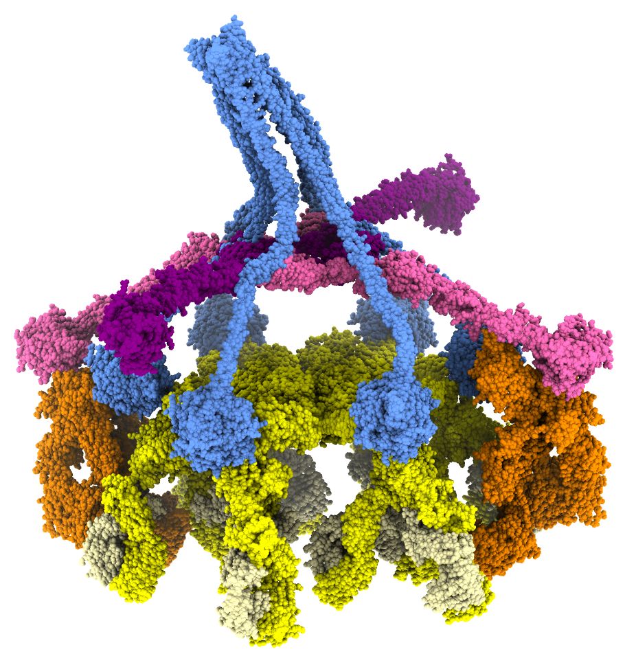 Protein structure of C1 bound to IgM antibodies