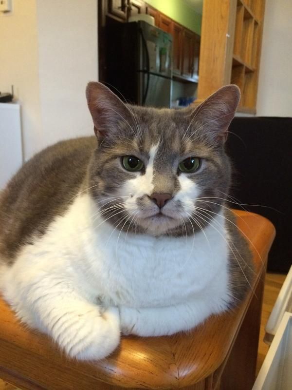 Sara, a grey and white kitteh, gives you a look of disapproval.