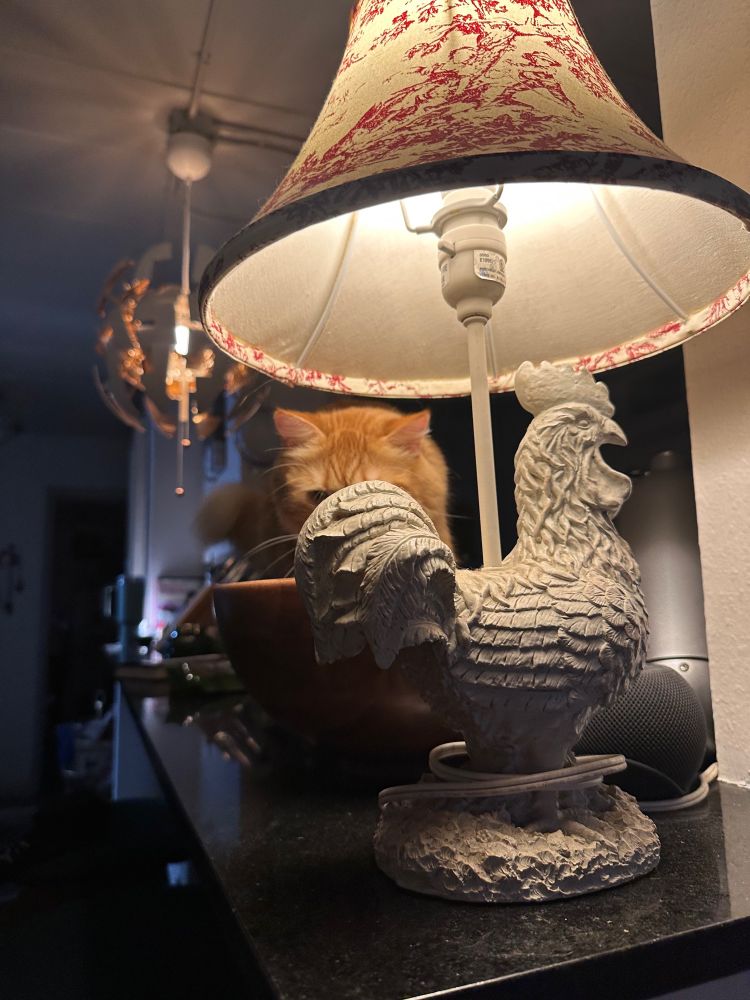 Pic #2: Dexter (our fat orange cat), finding a comfortable position in our wooden salad bowl. 