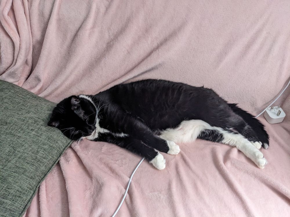 Pandora, a tuxedo cat, asleep on the sofa with her head just on a cushion