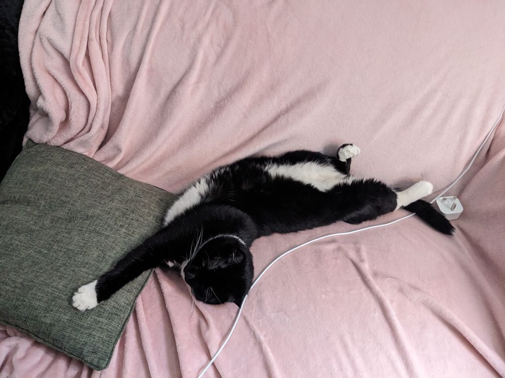 Pandora, but now she's on her back with her paws stretched out
