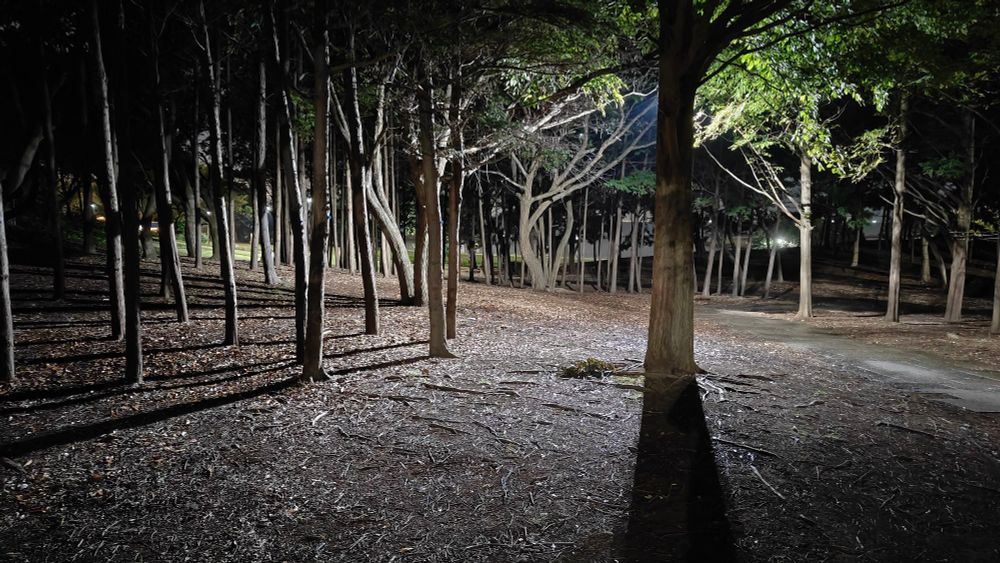 A walking path in Kasai Rinkai Park with trees being illuminated by a lamp and casting long shadows from an illuminated clearing.