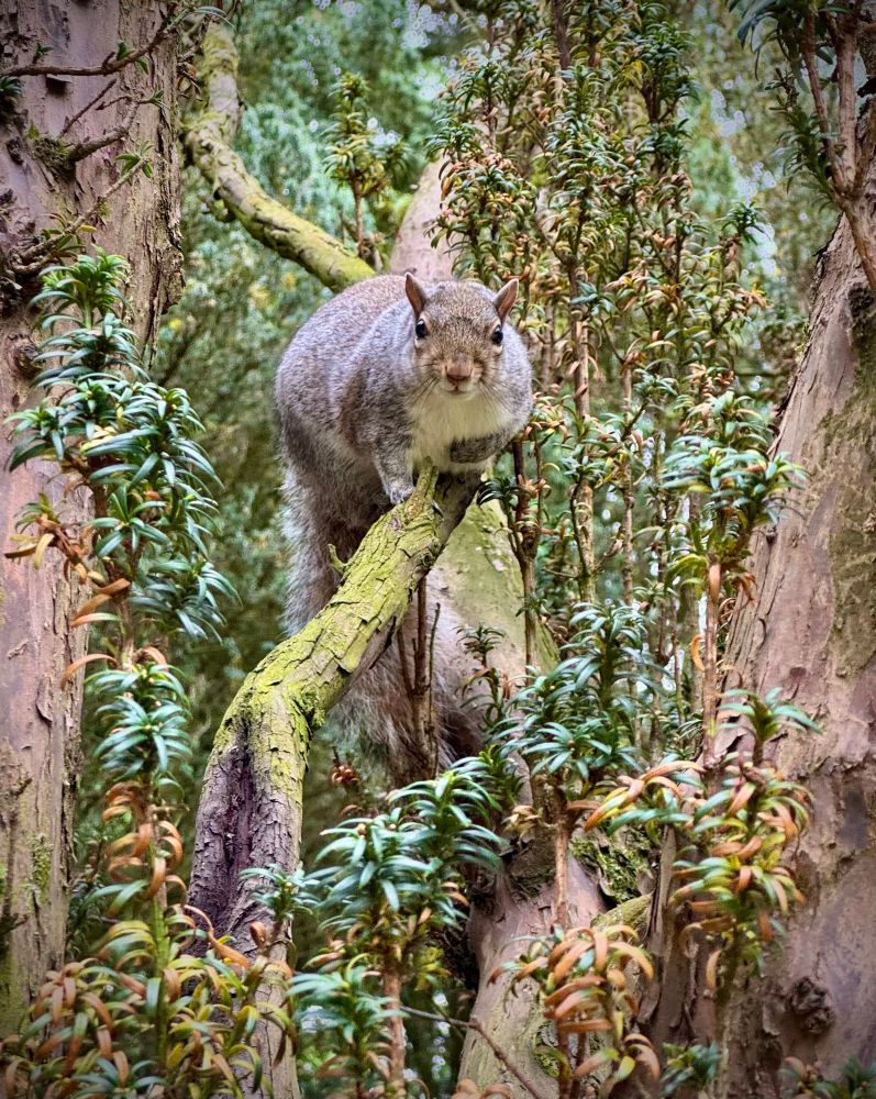 Brown Squirrel in a tree
