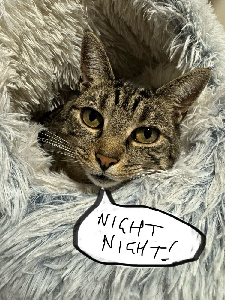 Holly the cat saying night night