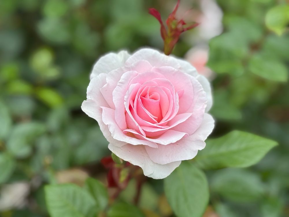 Pink rose 