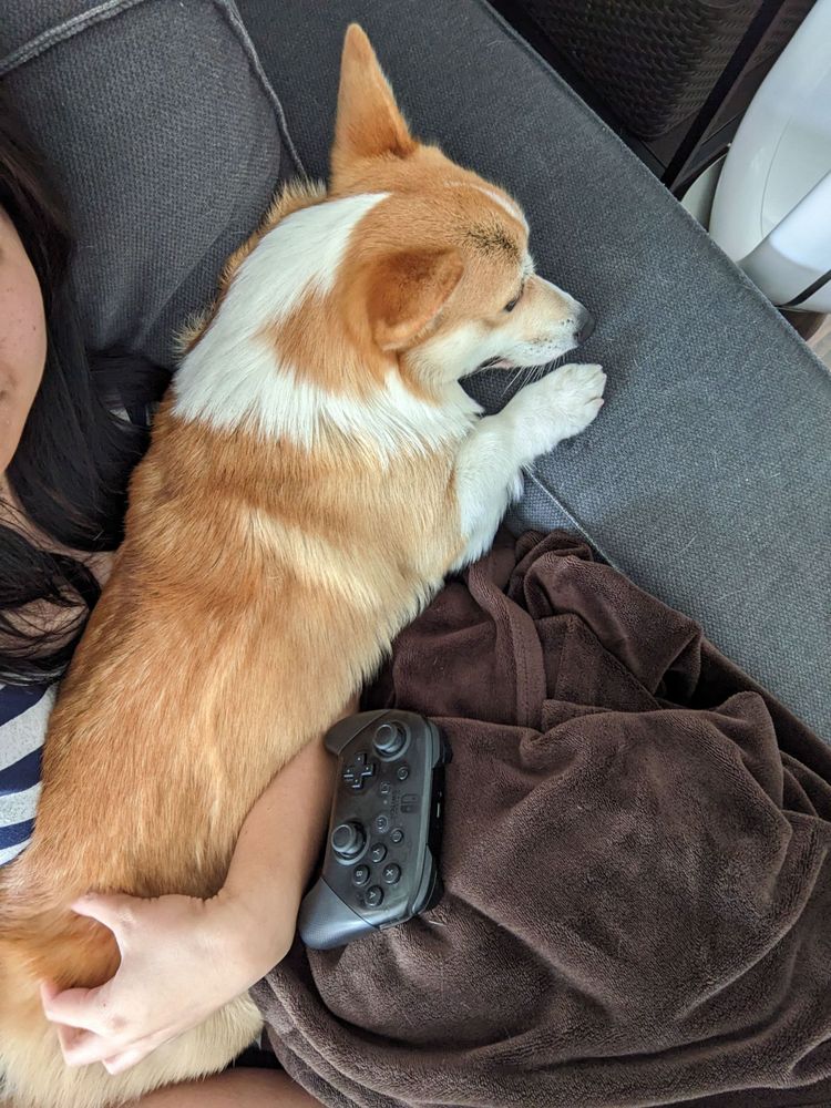 Jealous puppy won't let me play video games