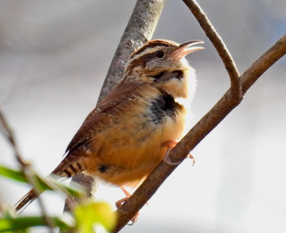 A Carolina Wren made its presence known by its loud calling. It is perched on a small branch; we see its right side. Its beak is partly open and the strong wind has ruffled its feathers. 