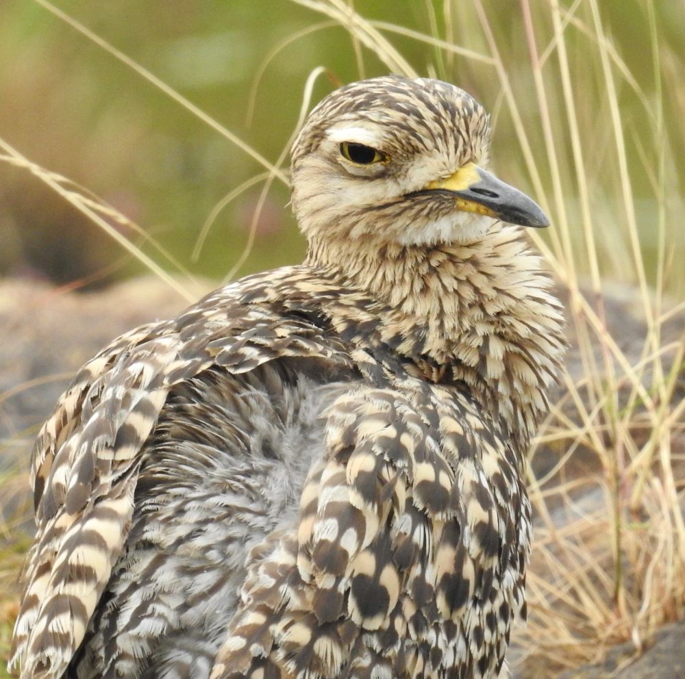 Spotted Thick-Knee, a medium-sized long-legged bird, has a large head, a short stout beak that is yellow at its base and black otherwise, and yellow legs. It has large yellow eyes; overall, it has white, buff, and brown speckled feathers that camouflage it very well. The bird is standing and looking slightly over its right shoulder; its expression is one of ... well, perhaps disgust, or deep skepticism, and the bird may expect either an apology or an explanation.