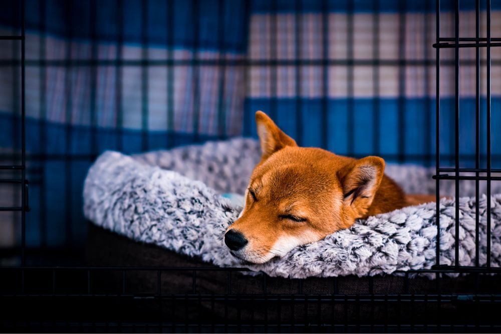A photo of Hachi (Shiba Inu) sleeping in her bed with a blue backdrop that nicely contrasts with her orange coat. 