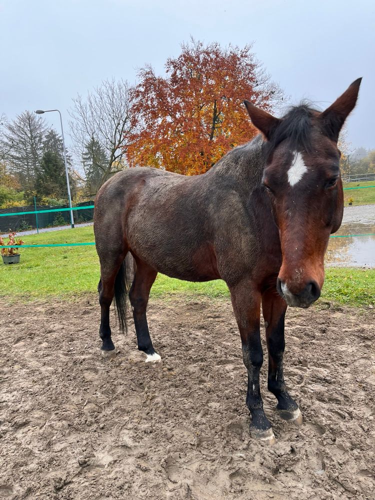 Foto eines braunen Pferdes mit weißem Stern dass auf einem paddock steht und sich im Matsch gesuhlt hat