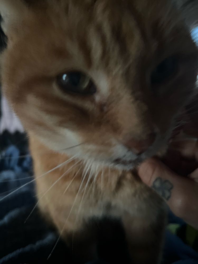 Nahaufnahme meines roten Katers wie er fragend in die Kamera blickt 