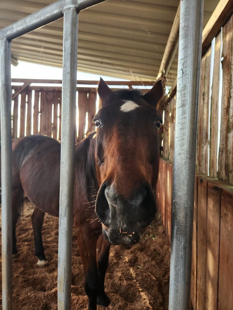 Foto eines offenstalls mit überdachtem Unterstand in dem aus Panels eine Eingewöhnungsbox aufgebaut ist. Darin steht ein großes braunes Pferd. Es schnuppert neugierig in die Kamera.