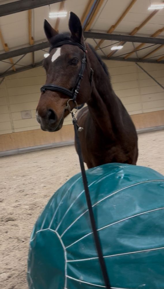 Braunes Pferd mit weißem Stern das in einer Reithalle hinter einem riesengroßen grünen Ball steht 