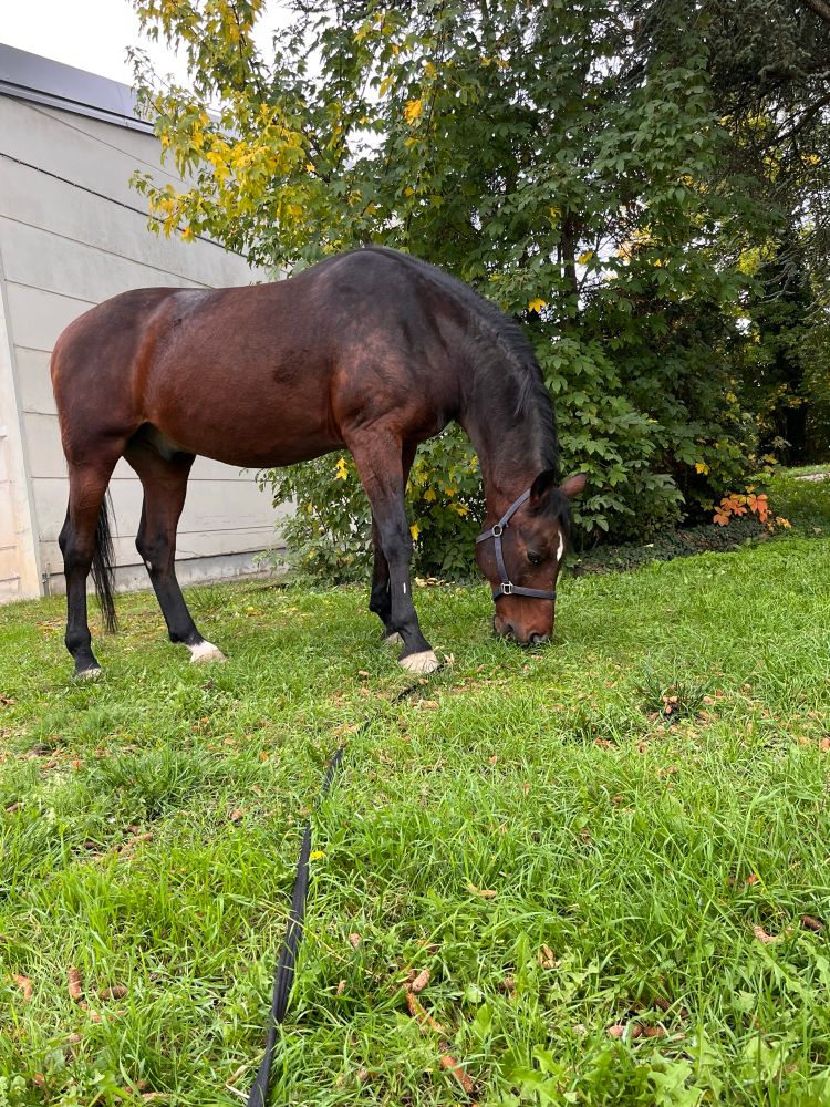 Braunes Pferd das neben einer Reithalle auf der Wiese steht und Gras frisst
