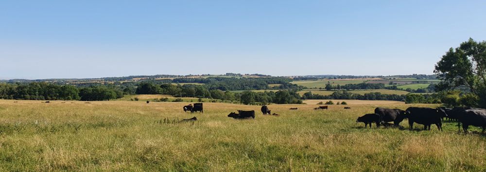 Cows in a field on a sunny day 
