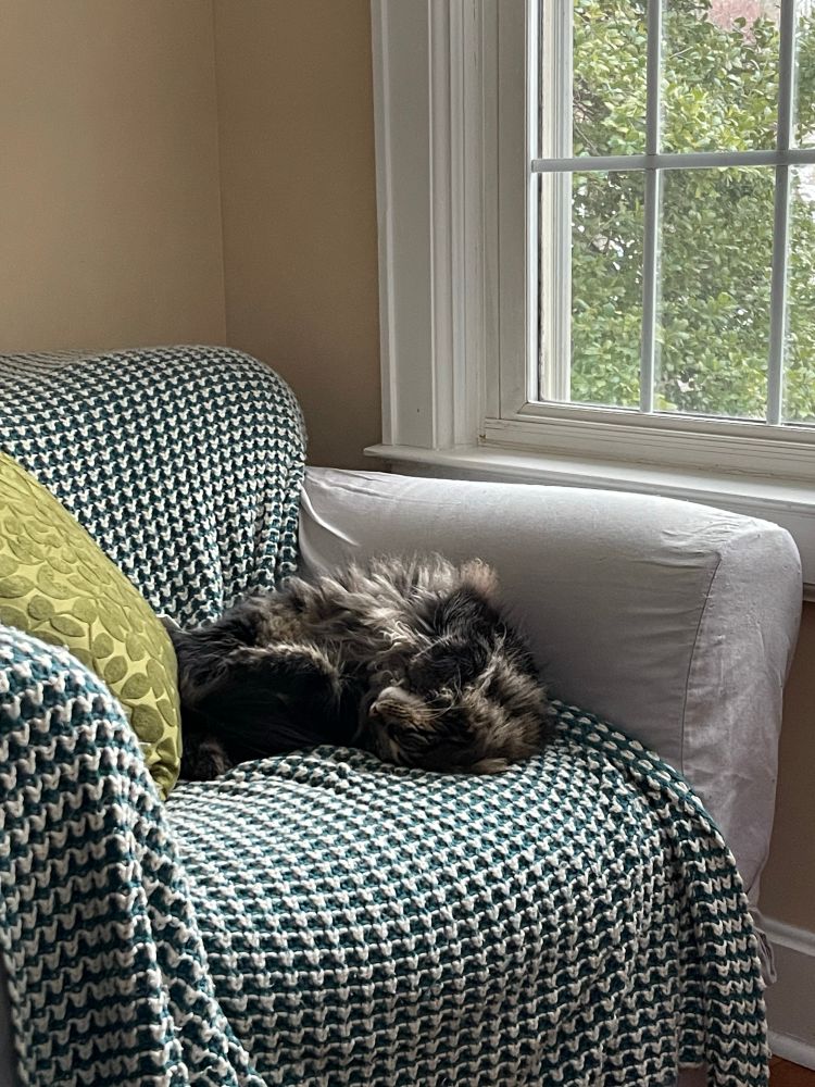 A very fluffy tabby cat sleeping in the sun covering his eyes