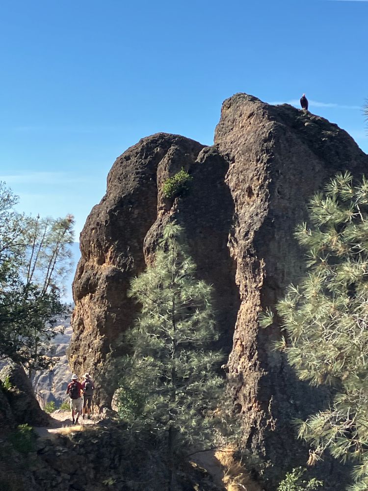 photograph of rock formation with condor sitting on top
two people can be seen standing at the bottom of the huge rock 
the bird and people are of similar size