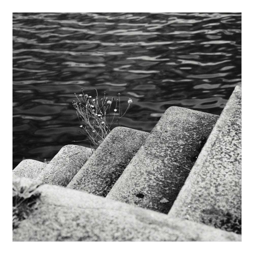 A black and white close-up photo of a plant growing out of a crack in a set of concrete steps leading down to a body of water. The ripples on the water's surface are visible in the background.
