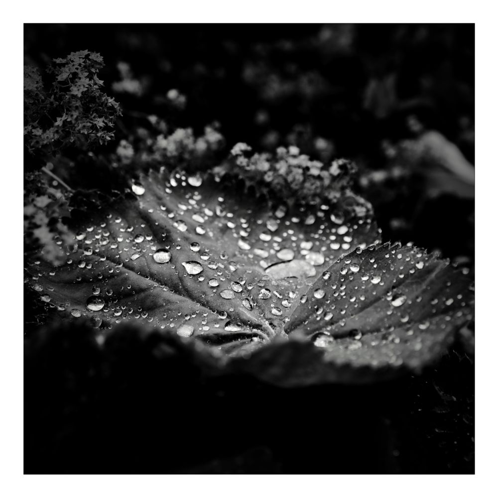A black and white close-up shot of a large, dark leaf covered in glistening water droplets. The leaf has a crinkled texture, and a lighter-colored plant is visible in the blurred background.