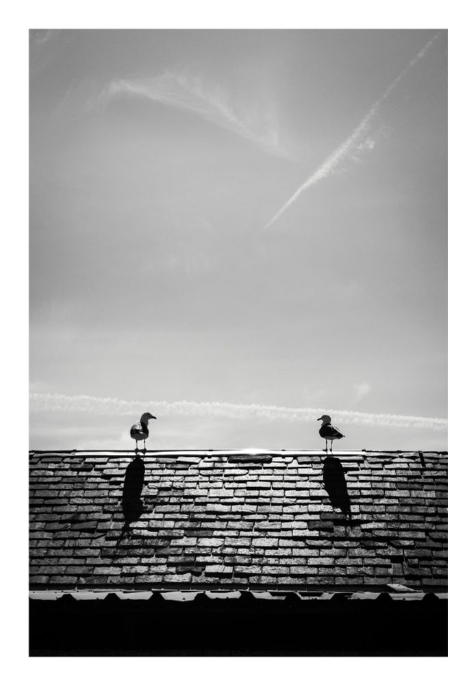 A black and white photograph capturing two gulls perched on a rooftop with a textured slate pattern. The birds are silhouetted against the bright sky, and their shadows are cast on the roof. The sky features a thin, wispy cloud. 