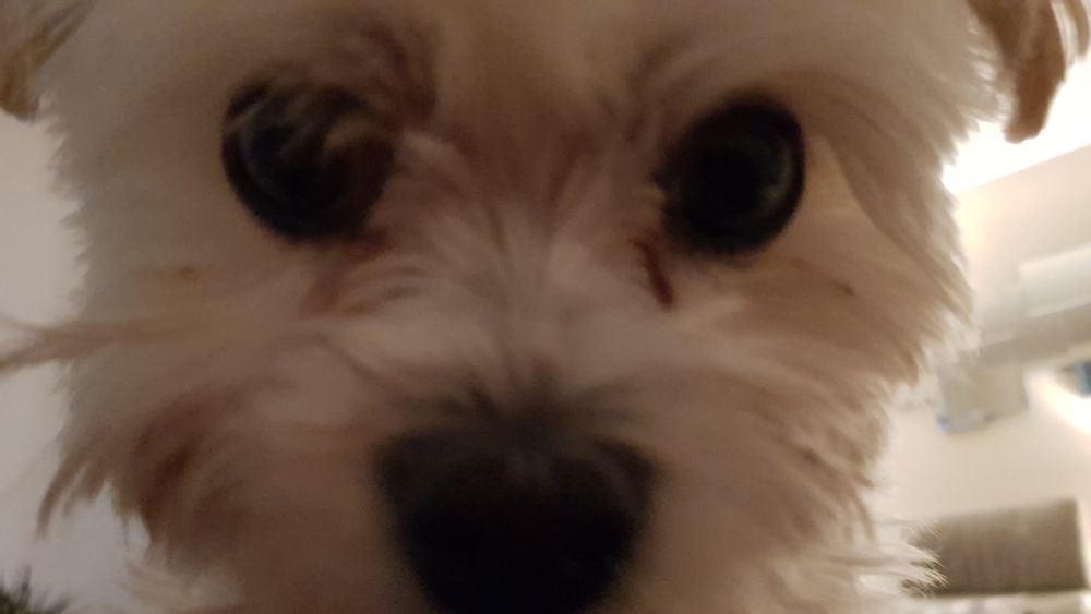 a very close-up picture of a lil maltese named milo staring right into the camera