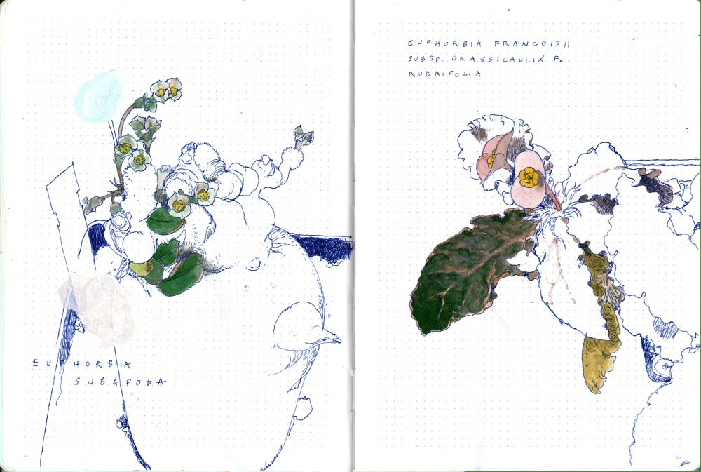 drawings of strange little plants 
