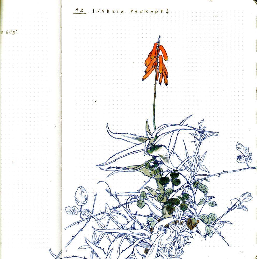 aloe sketch. messy shapes & bright orange flowers