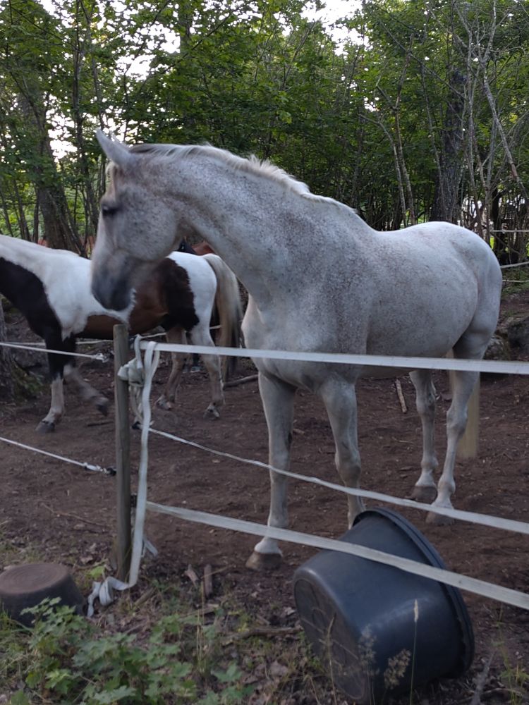 two nice horses. outside, loitering uselessly in nature but you have no duty to do much of anything when you're this handsome. nearest horse is white, mostly, back is piebald