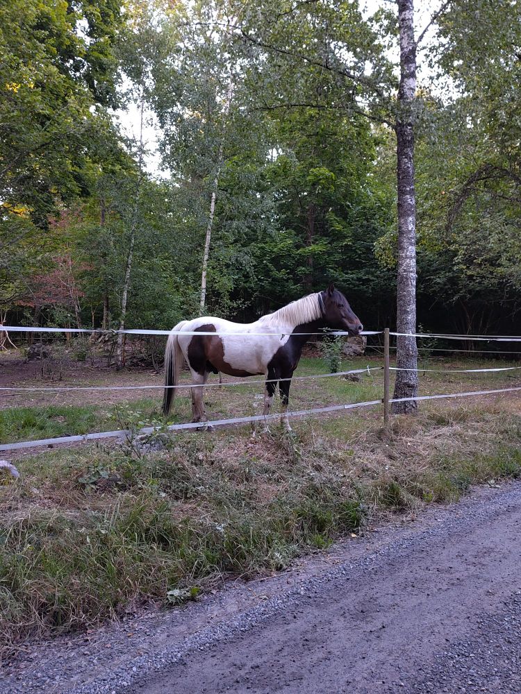just the piebald horse