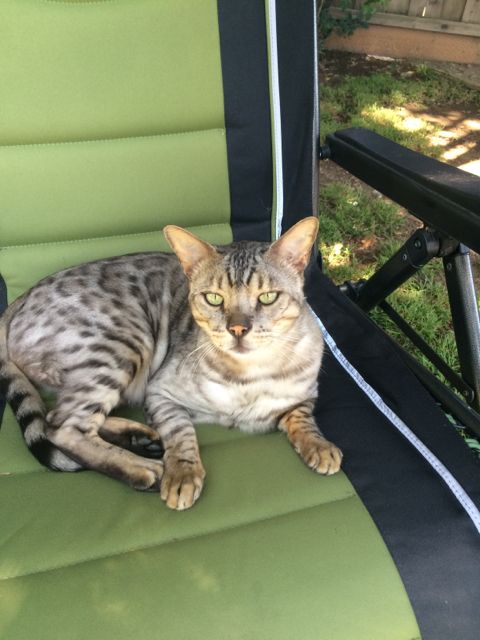 A large, green-eyed Bengal cat is sitting in his green chair.
