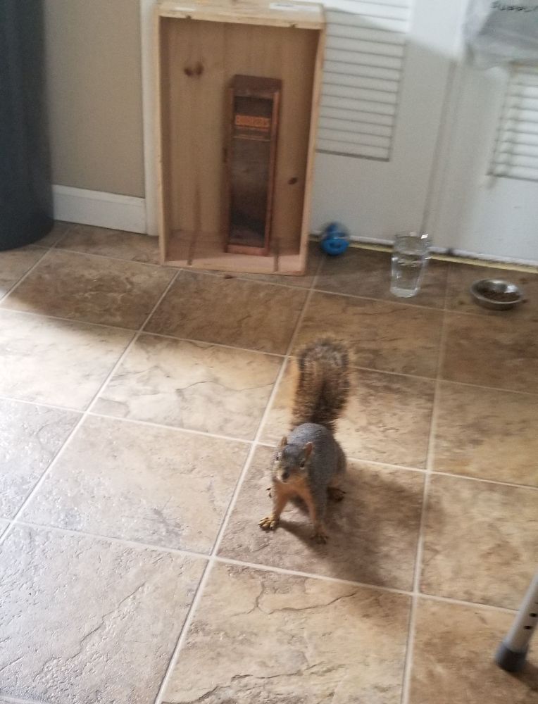 A fat, well-fed red squirrel in a dining room.