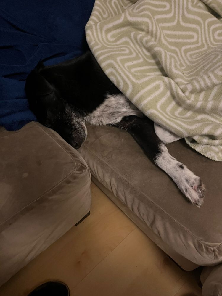 Cute dog napping on a couch