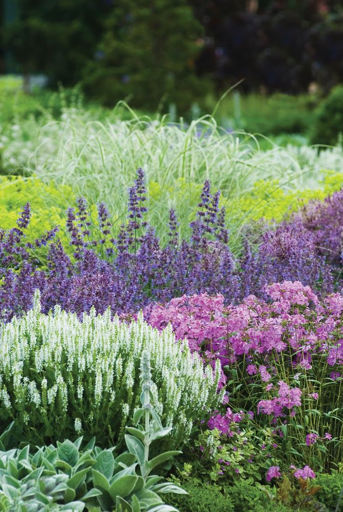 Colorful garden bed with clusters of white, purple, and pink flowers surrounded by green foliage and ornamental grasses.