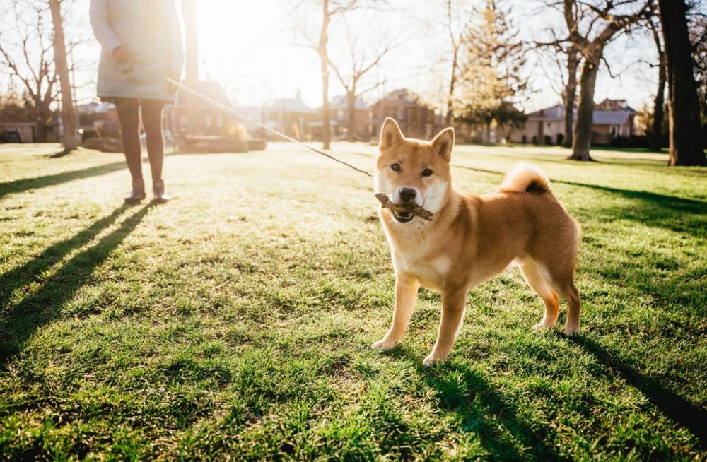 Shiba inu dog on a leash in a park during sunset.