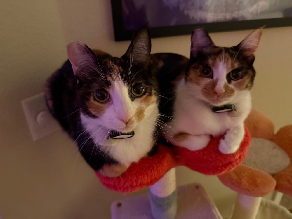 photo of two calico cats looking at the camera sitting next to each other on top of a flower shaped perch on a cat tree