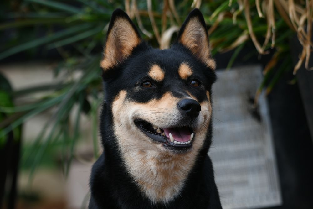 Dog smiling and looking a little right 