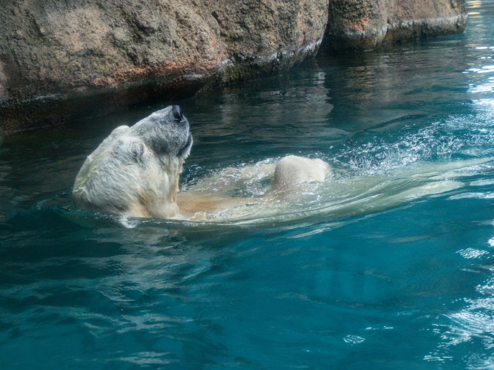 ズーラシアで撮影したホッキョクグマの写真