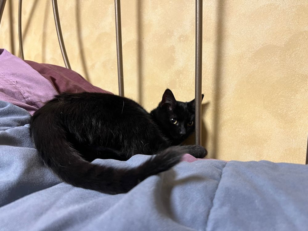 A black cat curled up atop a bed near a pillow 