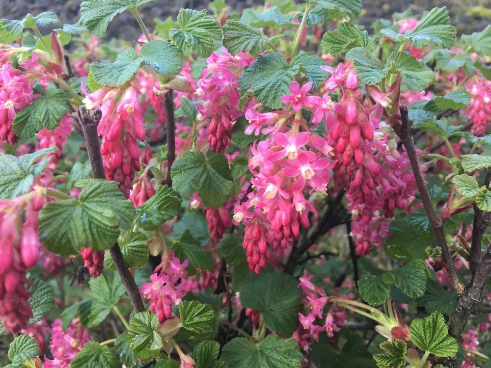 Clusters of pink flowers are on branches with green leaves.  The leaves are deeply grooved and somewhat rounded in shape. The clusters of flowers are tiny, but shaped a bit like grapes in clusters. Some are still closed, but the ones that are open have 5 pink petals, a white circular shape at the center of the petals, and a small yellow pillar sticking out of the small white circular tube structure at the center.