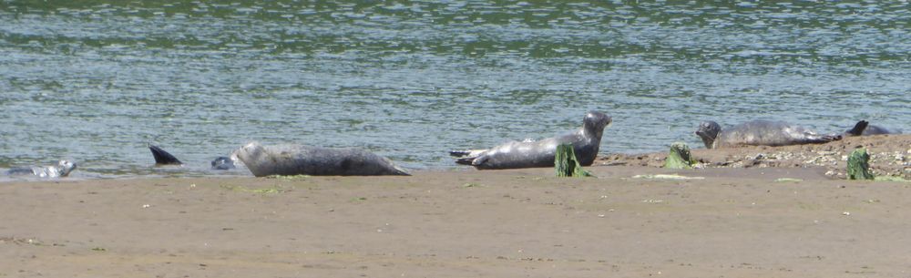 Several seals are along the shoreline, resting right at the water line. Most appear to be half awake. There is one at the very far left that is about half the size of the others.
