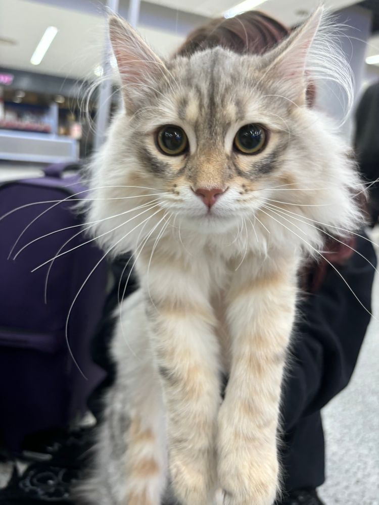 my cat appa being held up in front of the camera. 