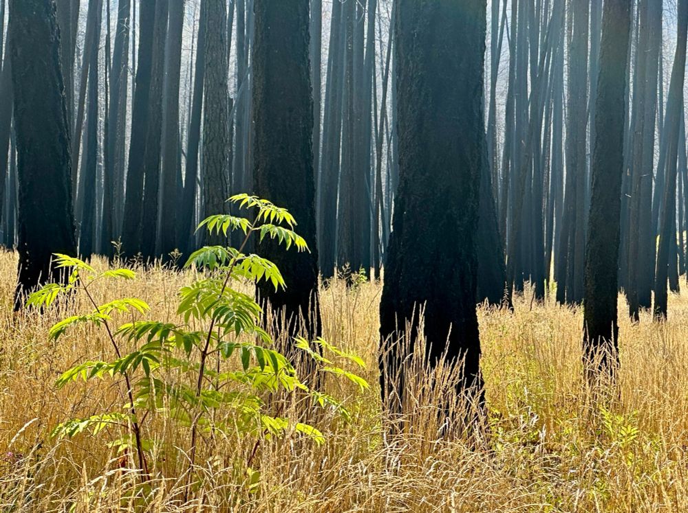 New life after the fire. The massive and destructive 2023 wildfire in West Kelowna destroyed large tracts of forest, but vegetations is beginning its return. This was my first visit the area since the fire and I was happy to see the beginnings of renewal (well, everyone except the inevitable invasives). Evidence of Woodpeckers were on many of the charred trunks and the forest understory was lush. Next Spring’s wildflowers should be a sight!